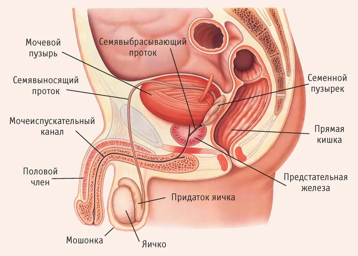 мужская половая система